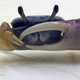Illustration for article titled Why do fiddler crabs have such ridiculously large claws?